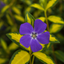 1 Large Plant – Vinca Minor ‘Illumination’, Ready to Plant in Your Garden