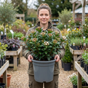 Viburnum Tinus Evergreen Hedge Plants