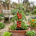Tomato Shirley Variety Plants (Set of 3 or 6)