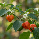 Scotch Bonnet Plants (Set of 3 or 6)
