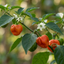 Set of 3 or 6 Large Chilli Pepper Plants - Scotch Bonnet, Ready to Plant in Your Garden