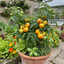 Set of 3 or 6 Large Plants - Tomato Buffalosun Variety, Ready to Plant in Your Garden