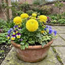 Ranunculus Vortex Lemonade Persian Buttercup Plants (Set of 3 or 6)
