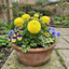 Set of 3 or 6 Ranunculus Vortex Lemonade Persian Buttercup Plants, Hardy Yellow Perennials, Spring & Autumn Flowering, Outdoor Garden Ready, 1 Litre Root-Ball