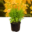 Coreopsis Double The Sun Plant