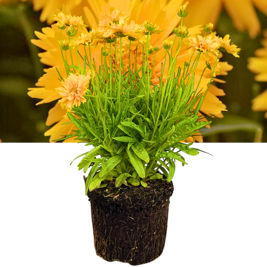 Coreopsis 'Double the Sun' (Tickseed) – Hardy Perennial (2L Pot)