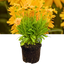 Coreopsis Double The Sun