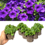 Set of 3 or 6 Large Plants - Petunia Dekko Blue, Outdoor Garden Ready