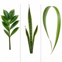 ZZ Plants