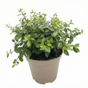 Pittosporum Pom Pom Plant (3L Pot)