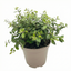 1 Large Plant - Pittosporum Pom Pom, Ready to Plant in Your Garden, 3L Pot