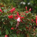 Fuchsia Diva Cherry & White Plants (Set of 3 or 6)
