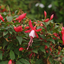 Set of 3 or 6 Large Plants - Fuchsia Diva Cherry & White, Ready to Plant in Your Garden