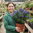 Ceanothus Puget Blue Plant | California Lilac Hardy Evergreen Blue Flowering Shrub Plant (3L Pot)