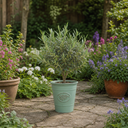 3 Litre Bushy Olive Tree, Nursery Pot, Outdoor, Pots