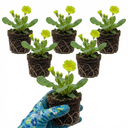 Primula Little Queen Lime Plants (Set of 3 or 6)