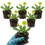 Set of 3 or 6 Primula Little Queen Lime Hardy Perennial Plants, Bee Friendly Spring Flowering, Outdoor Cottage Garden Ready, 1 Litre Root-Ball