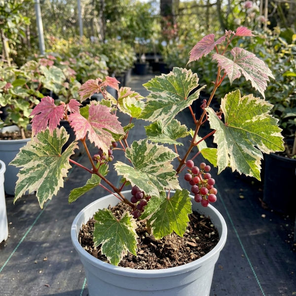 Grape Vitis Supernova Pink Plants