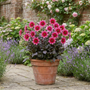 Dahlia Dahlegria Pink Flame Plant (3L Pot)