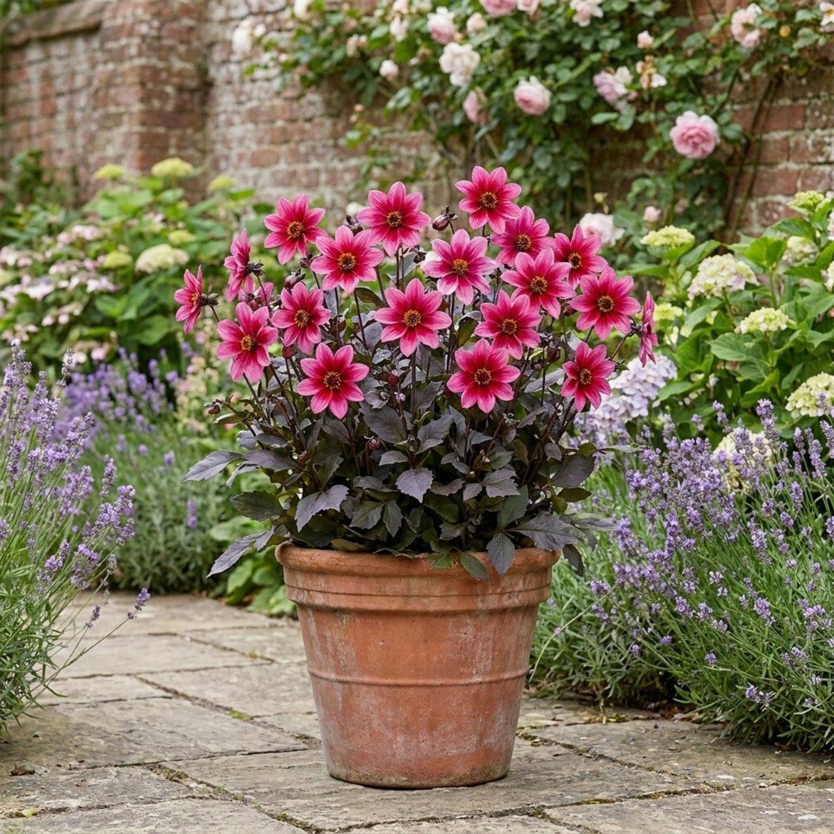 Dahlia 'Dahlegria Pink Flame' – Summer Flowering Perennial (3L Pot)