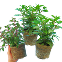 Fuchsia Diva Light Pink & Purple Plants (Set of 3 or 6)