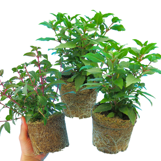 Fuchsia 'Diva Light Pink & Purple' – Bush Fuchsia (Set of 3 or 6)