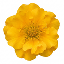 Geum Lady Stratheden Plants (Set of 3 or 6)