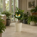 5Ltr Meyer Lemon Citrus Tree, Nursery Pots, Fruiting