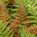3 Dryopteris Erythrosora Copper Shield Fern Pots, 9cm
