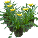 Gazania Kiss White Improved Plants (Set of 3 or 6)