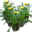 Set of 3 or 6 Large Plants - Gazania Kiss White Improved, Ready to Plant in Your Garden