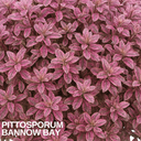 Pittosporum Bannow Bay Plant (3L Pot)