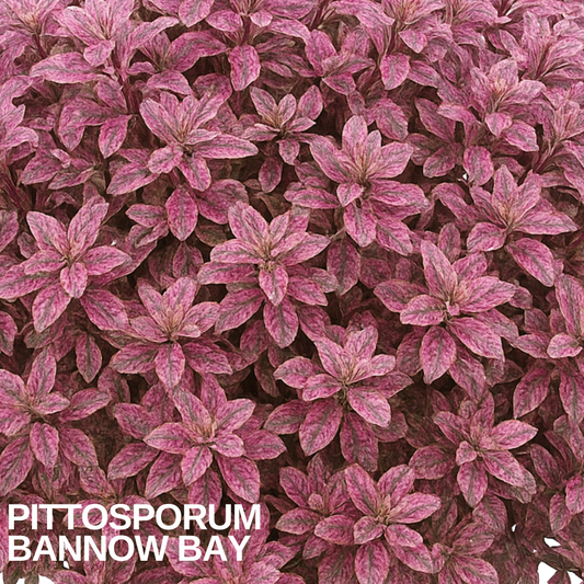 Dense Pittosporum 'Bannow Bay' foliage, small rosetted leaves flushed pink, cream and deep rose
