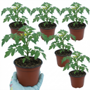 Tomato Losetto Variety Plants (Set of 3 or 6)