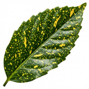 Aucuba Japonica Crotonifolia Gold Dust Spotted Laurel Plant (5L Pot)