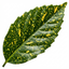 1 Aucuba Japonica Crotonifolia Gold Dust Spotted Laurel, Hardy Evergreen Shade Shrub, 7.5L Root-Ball