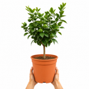 5Ltr Meyer Lemon Citrus Tree, Nursery Pots, Fruiting