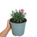 Dianthus Shirley Temple Plants