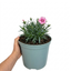 1 Dianthus Shirley Temple Plant, Fragrant Summer Flowering Hardy Perennial, 5L Root-Ball