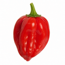 Chilli Pepper Plants, Peppers from Heaven Red, 25cm Pots