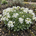 Arabis Aubris White Plants (Set of 3 or 6)