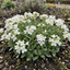 Set of 3 or 6 Large Plants - Arabis Aubris White, Ready to Plant in Your Garden, 1L