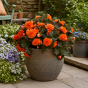Begonia Non Stop Mocca Deep Orange Plant (5L Pot)