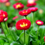 Set of 3 or 6 Large Bellis Bedding Plants - Red Colour Flowers, Garden Ready, 10.5cm Pots