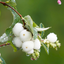 1 Large Plant - Symphoricarpos Magical Galaxy, Outdoor Garden Ready, 3L Pot