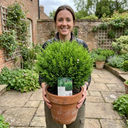 Hebe Emerald Gem Plants