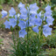 6 Campanula Persicifolia Caerulea Plants, Hardy Blue Bellflower Perennial, 1Ltr Root Ball
