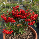 Pyracantha Red Star Firethorn Plants