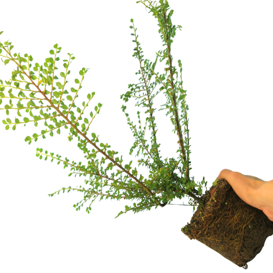Cotoneaster horizontalis (Wall Cotoneaster) – Herringbone Berrying Shrub (2L Pot)