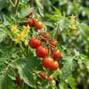 Tomato Plants Growers’ Mix Plants (Set of 3 or 6)